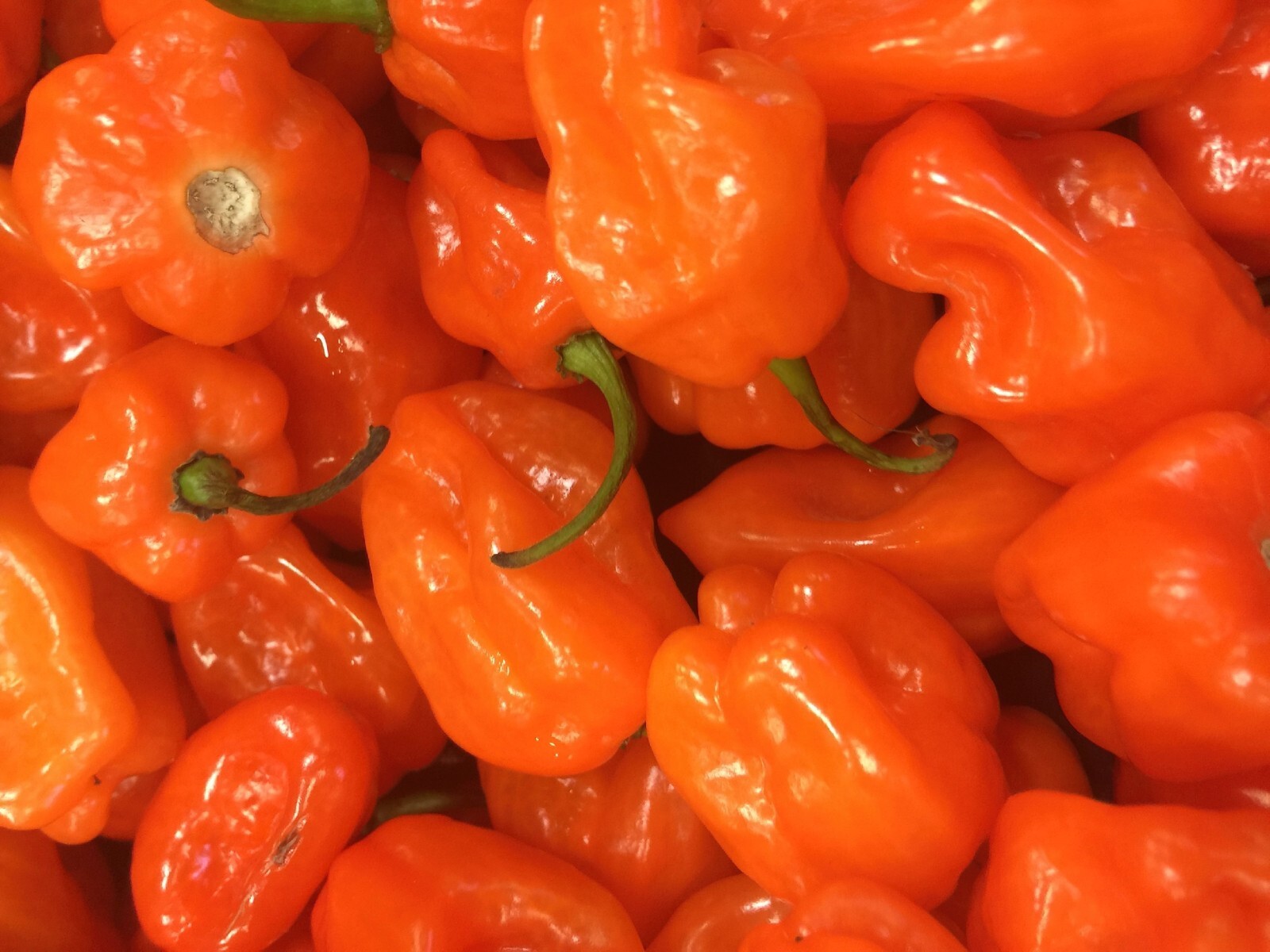 30 Habanero Orange Devil Seed Chili 100% Guaranteed