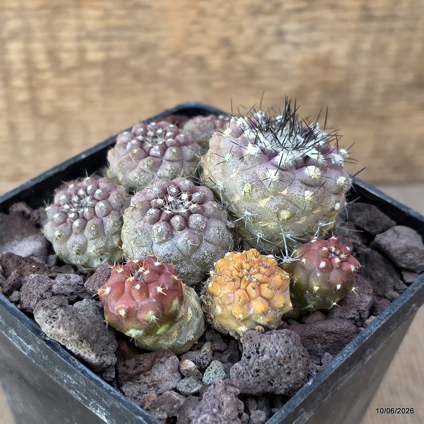 D3508 COPIAPOA CONTINUA pot10-H5-W9 cm MaMa Cactus