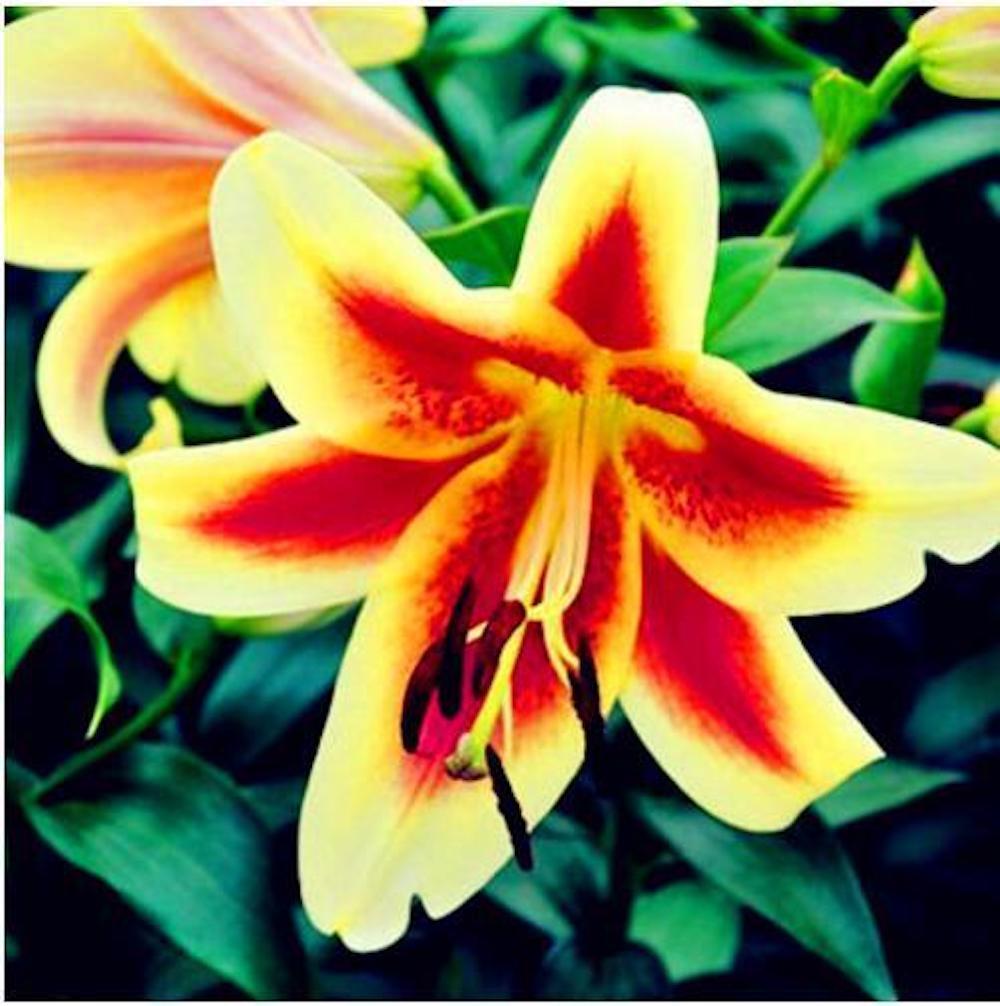 (10) LILY SEEDS rare exotic flower bloom home blossom garden USA SELLER W/TRACK