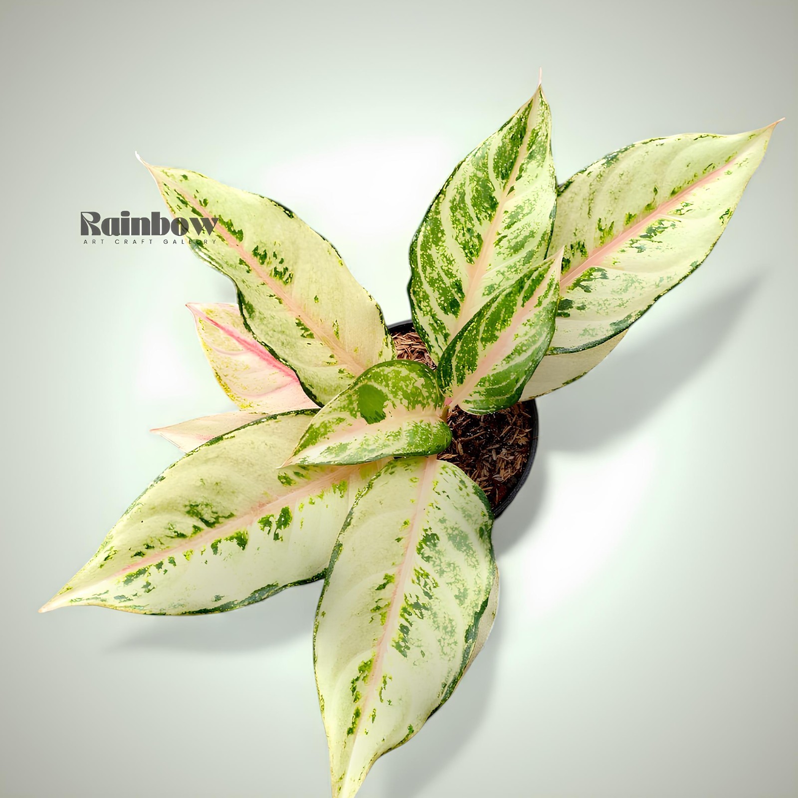 Aglaonema Cinderella Beatiful Ornamental Plant