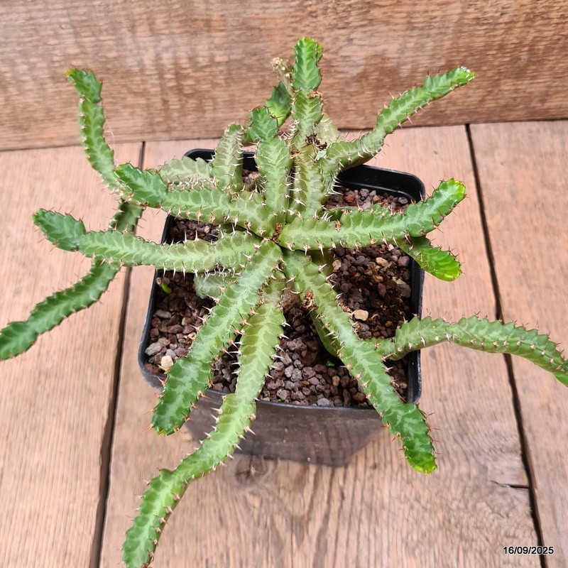 D6474 EUPHORBIA STELLATA BIG CAUDEX pot12-H9-W31 cm MaMa Cactus