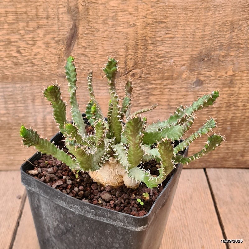 D6478 EUPHORBIA STELLATA BIG CAUDEX pot12-H13-W18 cm MaMa Cactus