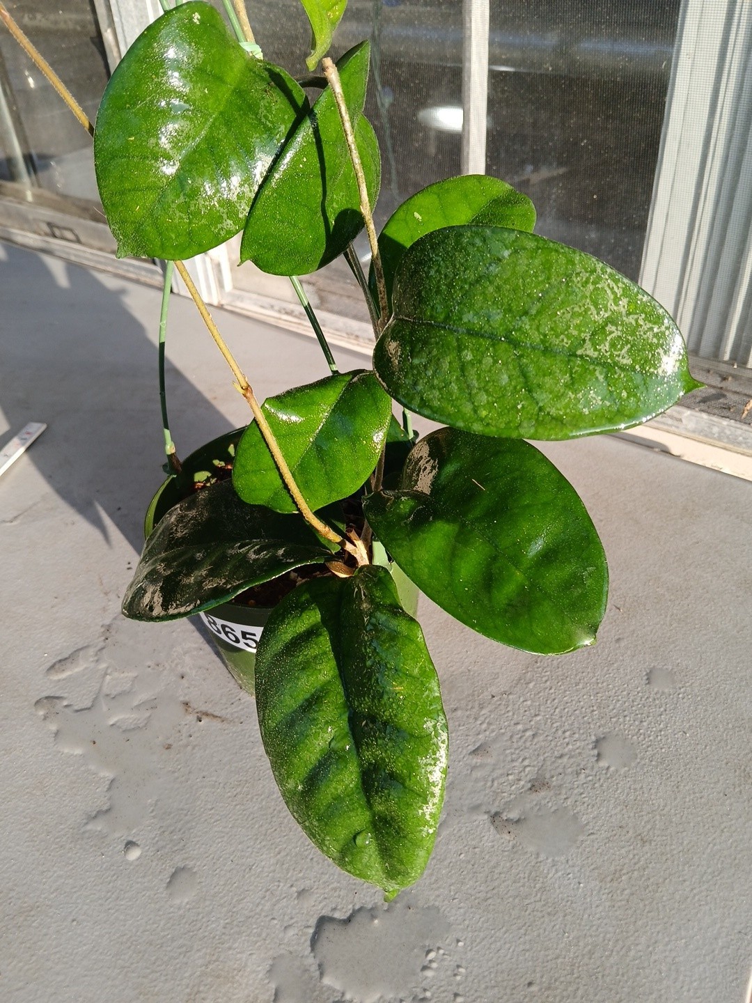 #865- HOYA FUNGI LIVE PLANT, LARGE LEAVES, LARGE PLANT,5″INCHES HANGER POT,