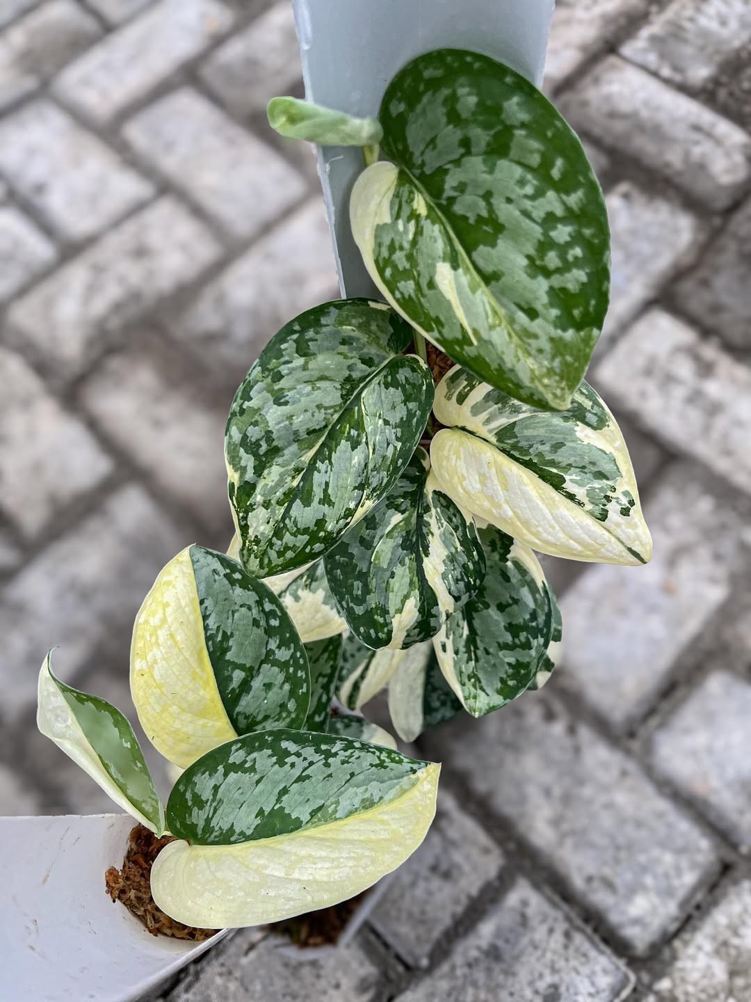 Real Picture Scindapsus Agryraeus Variegated Rare Plant