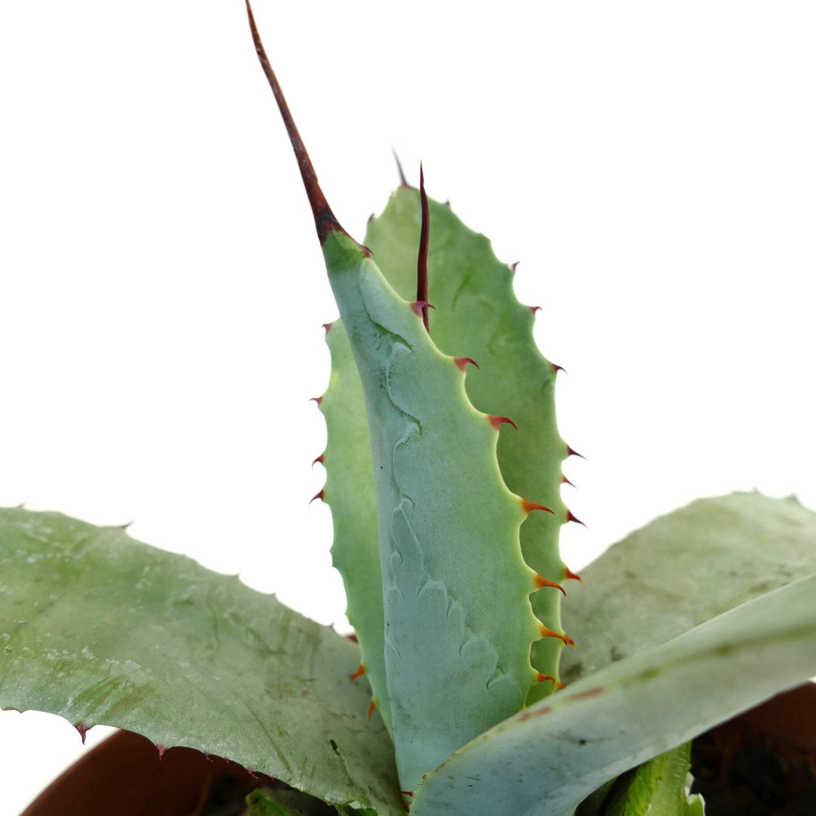 Agave bovicornuta X Agave americana – Cow-horn agave hybrid | American agave hyb