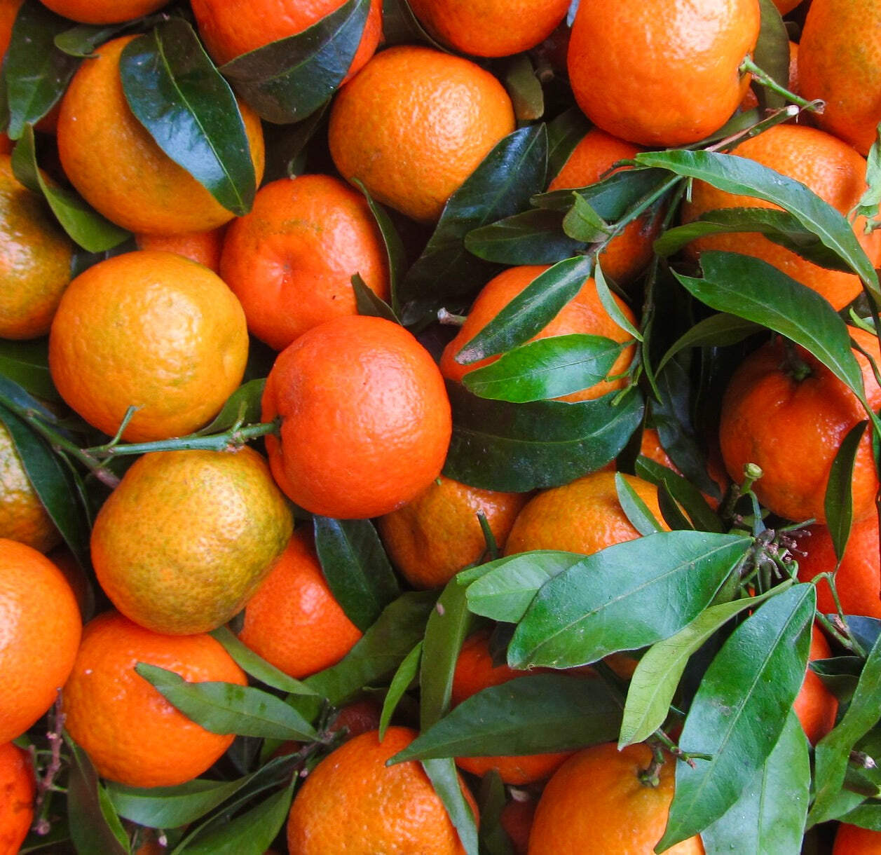 Citrus reticulata (Early Mandarin) – Mandarin orange | Tangerine