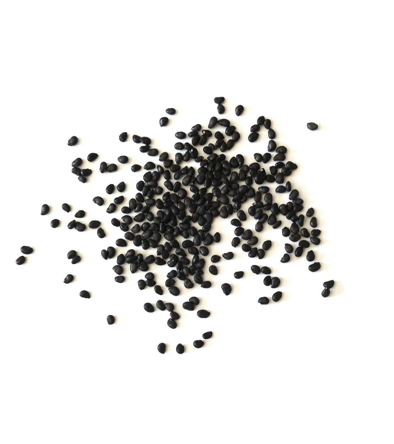 Ferocactus gracilis SEEDS – Fire Barrel Cactus