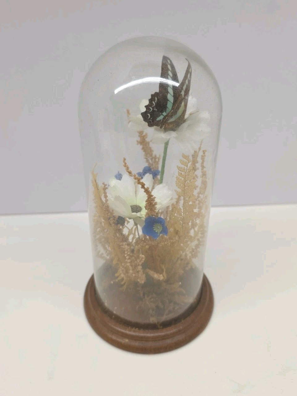 Vintage Real Butterfly & Daisy Flowers Under Glass Dome Wood Base Taiwan 7.5″