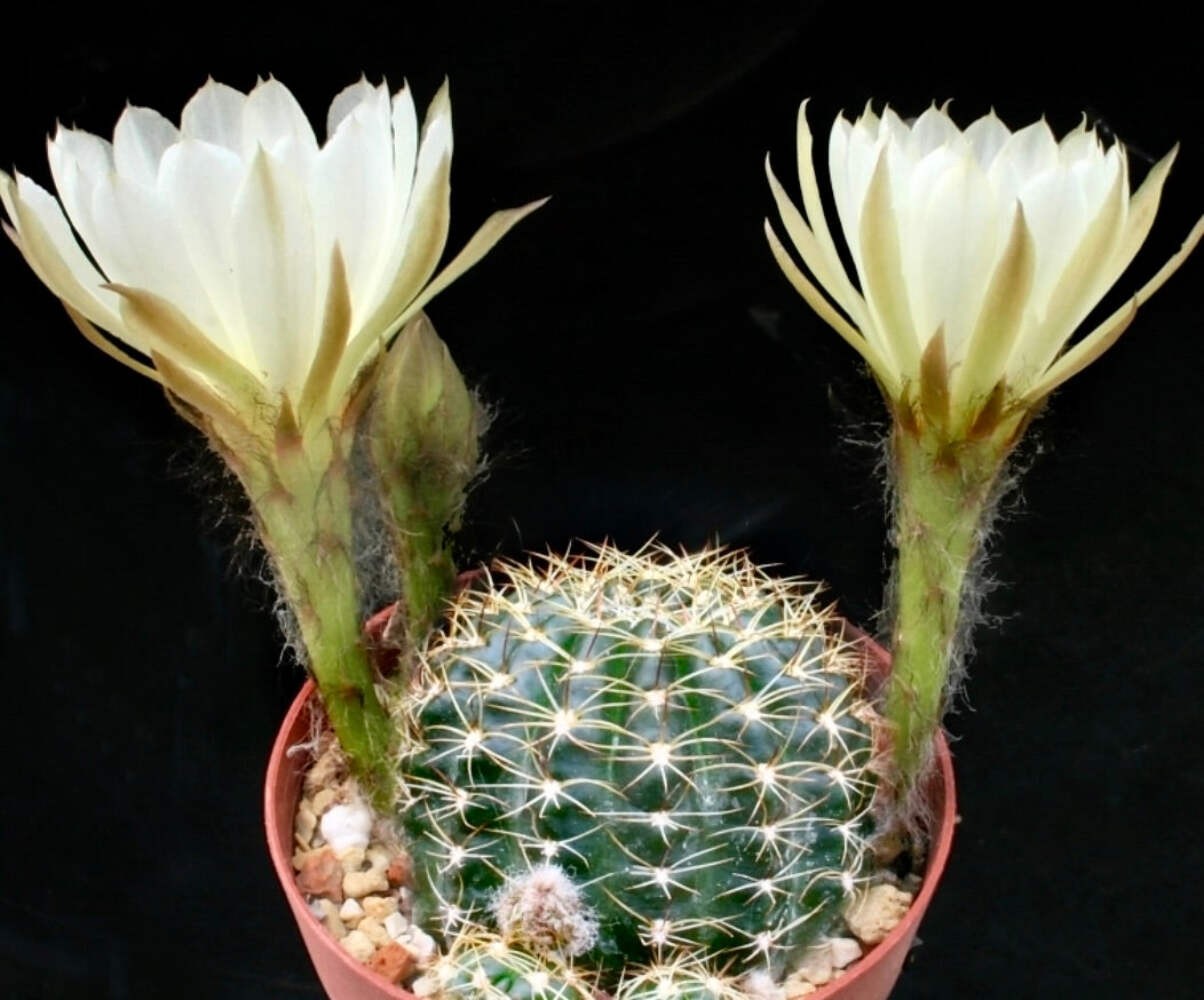 Echinopsis anacantha R613A 100 SEEDS – Torch cactus | Hedgehog cactus