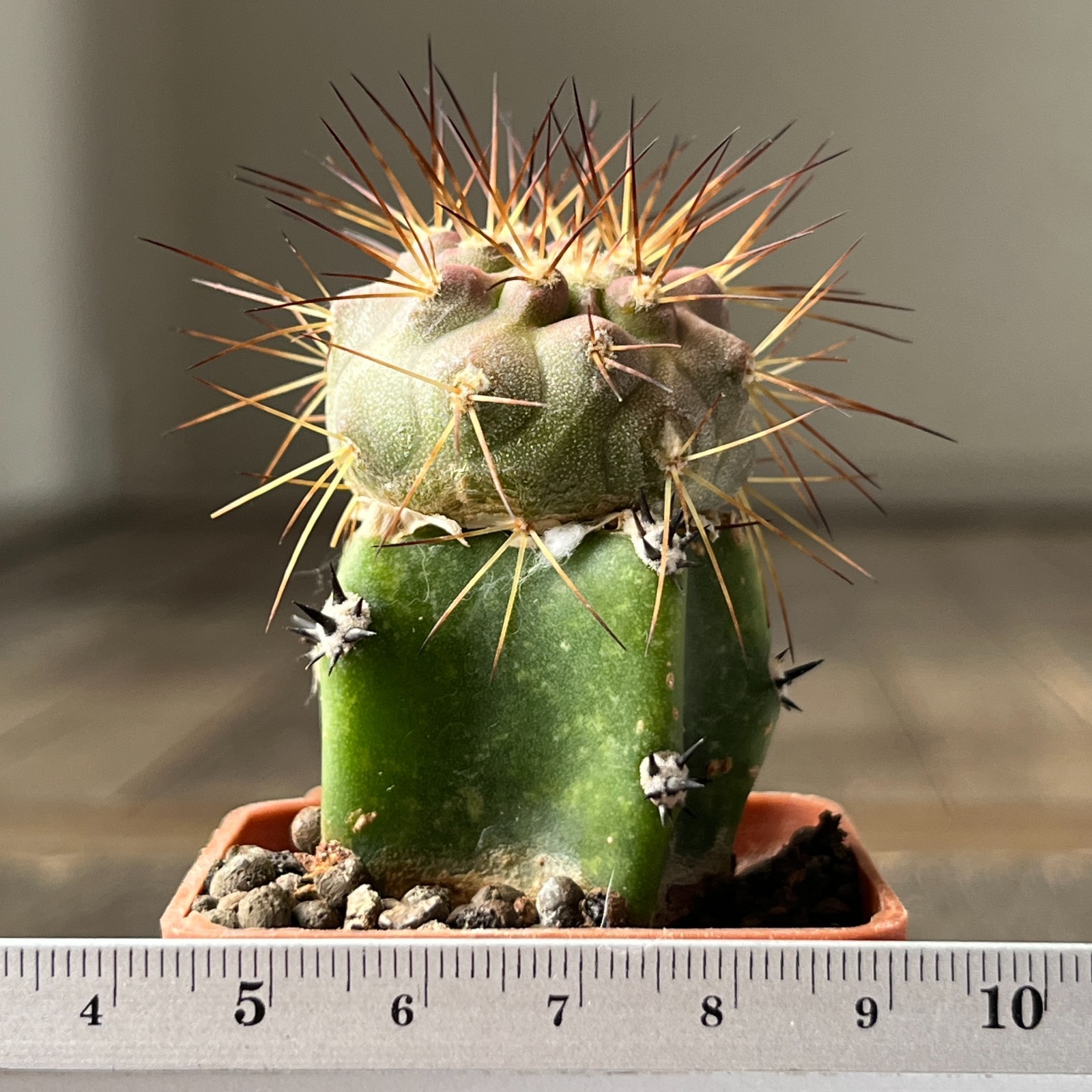 A28-78 Copiapoa cinerea v. tenebrosa, JN1688, Quebrada San Ramon, Ant, grafted