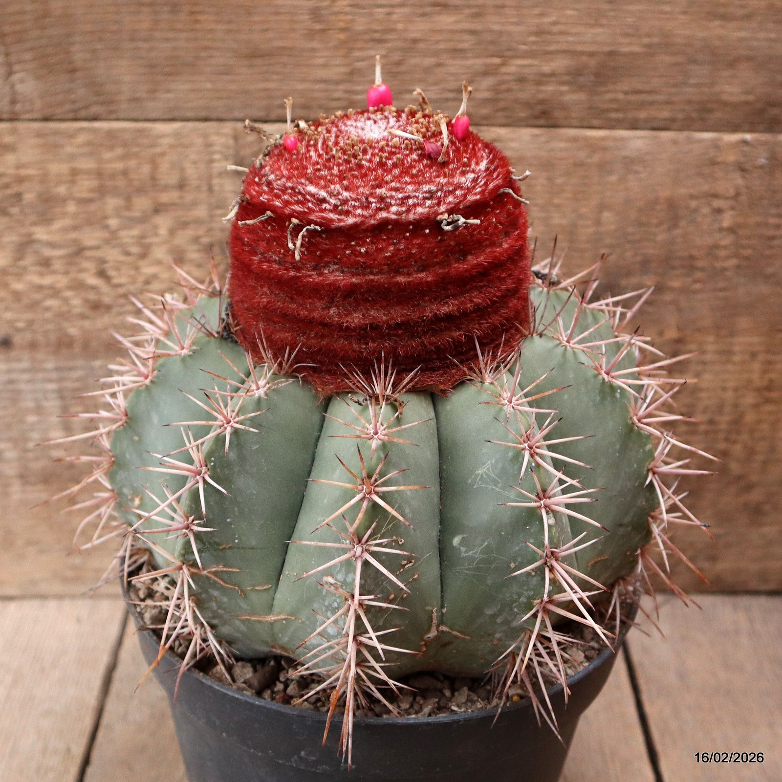 D7794 MELOCACTUS BAHIENSIS pot18-H19-W20 cm MaMa Cactus