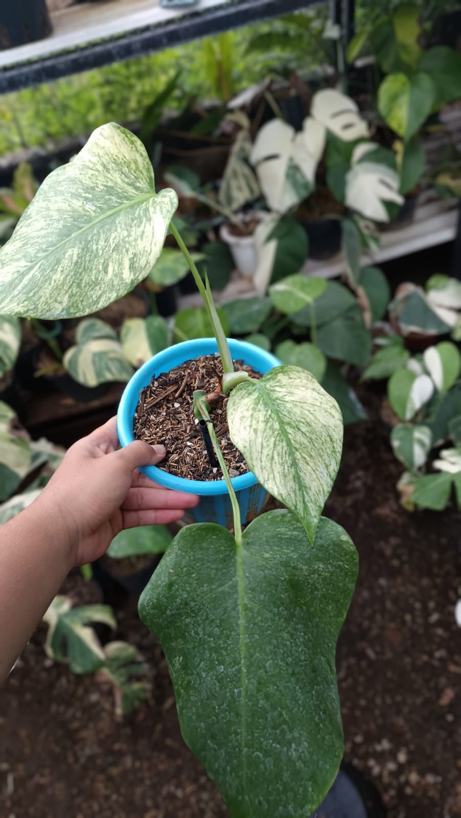 Real Picture Monstera White Monster Variegated 3 Leaves