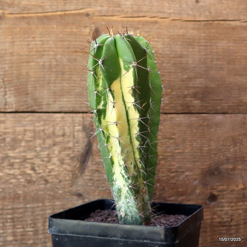D5305 POLASKIA CHENDE VARIEGATED pot12-H21-W15 cm MaMa Cactus