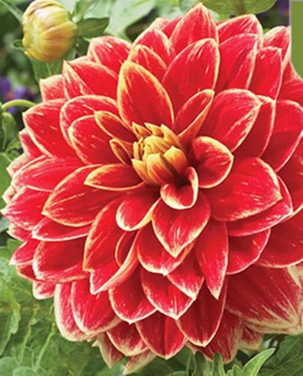 (10) DAHLIA SEEDS rare exotic flower blossom garden plant USA SELLER W/TRACK