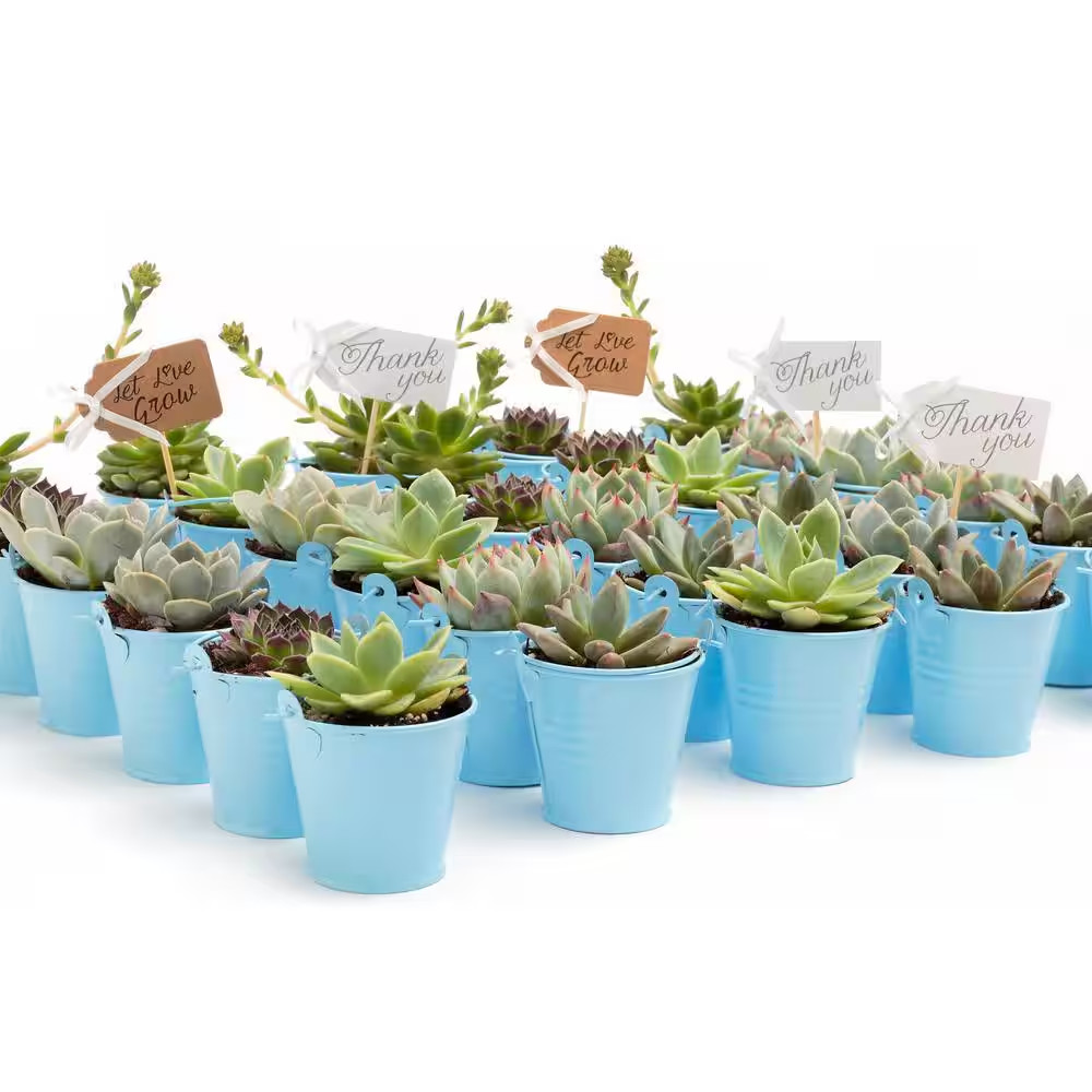 2 In. Wedding Event Rosette Succulents Plant with Blue Metal Pails and Let Love