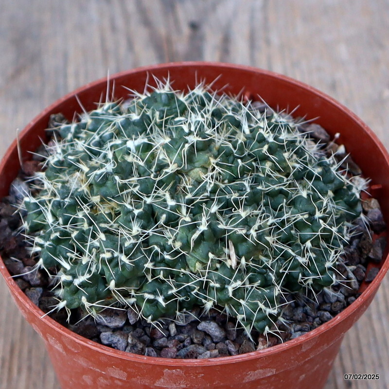 D1224 PUNA SUBTERRANEA pot10-H5-W9 cm MaMa Cactus