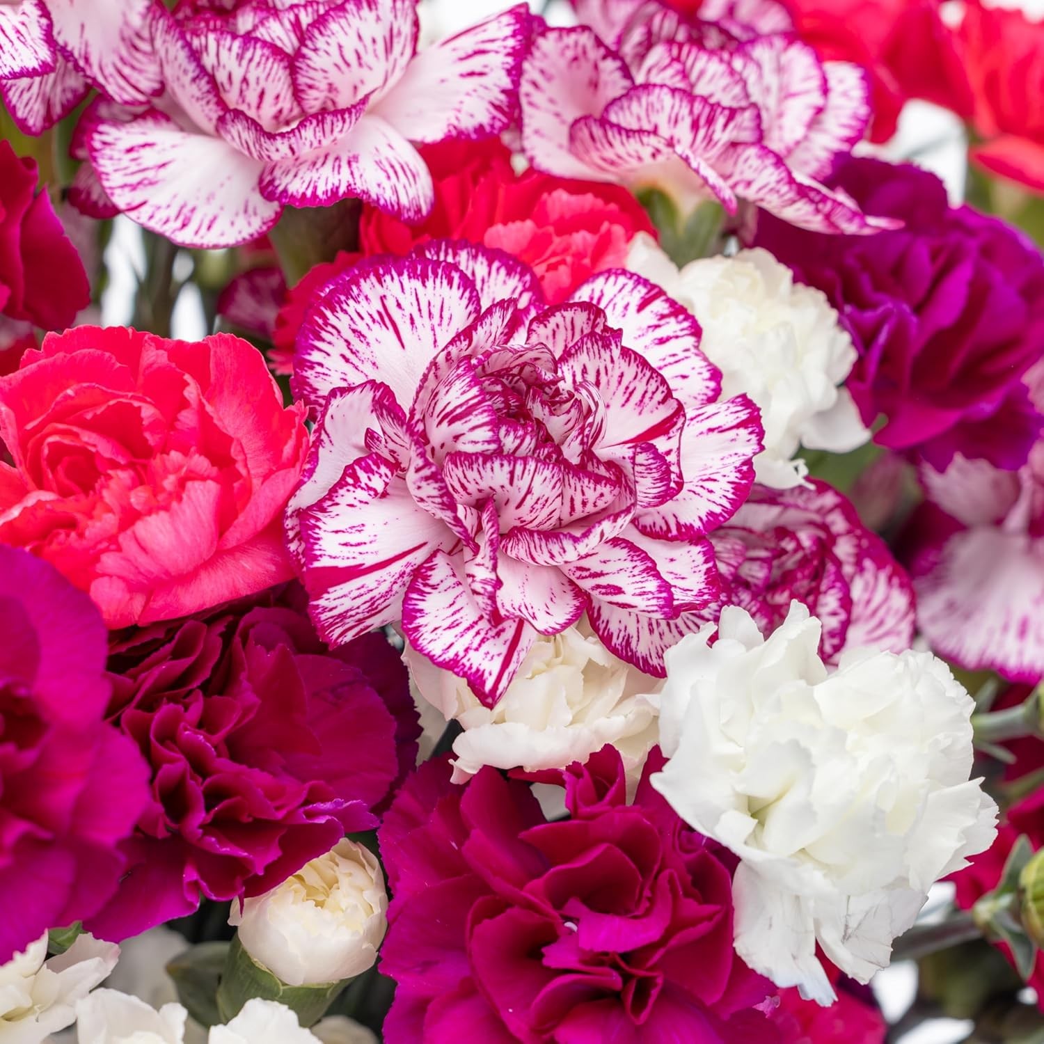 Benchmark Bouquets – Spring Mini Carnations – Fresh Flowers for Delivery – Mini