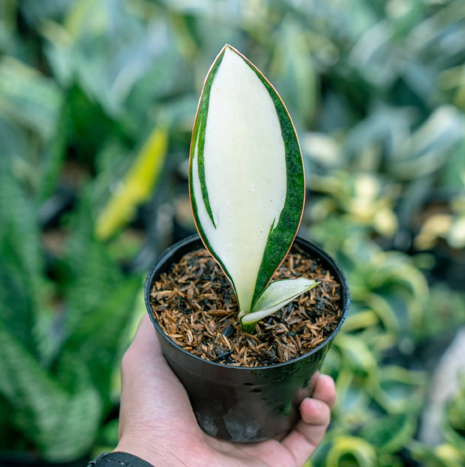 Sansevieria Masoniana Mediopicta Rare Unique Snake Plant