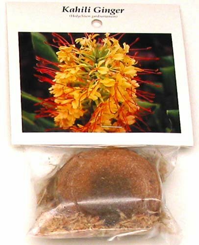 2 HAWAIIAN TROPICAL KAHILI YELLOW GINGER PLANT ROOTS – Fragrant Easy to Grow