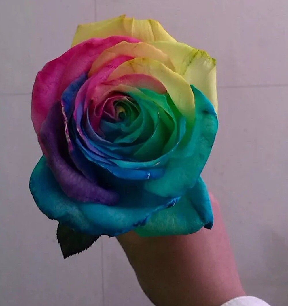 10 RARE RAINBOW ROSE SEEDS perennial hybrid tea flower garden USA SELLER W/TRACK