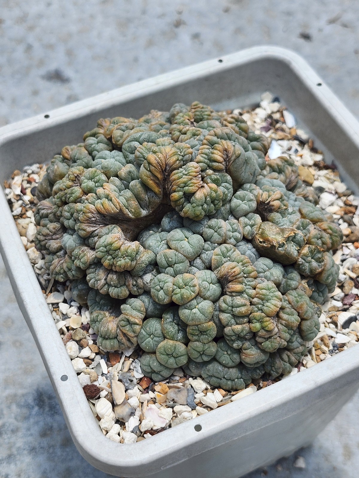 Large RARE crested cactus, self pollinating, shown in 6″ pot