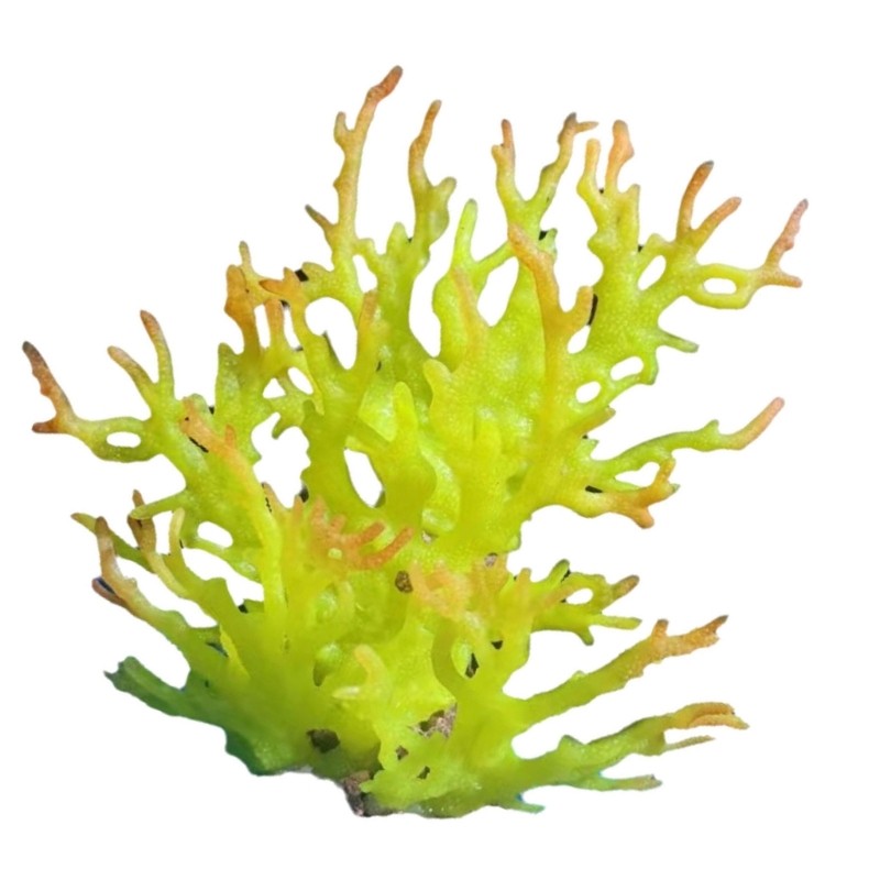 Artificial Water Coral for Fish Tanks Aquarium Decorations Beautiful Appearance