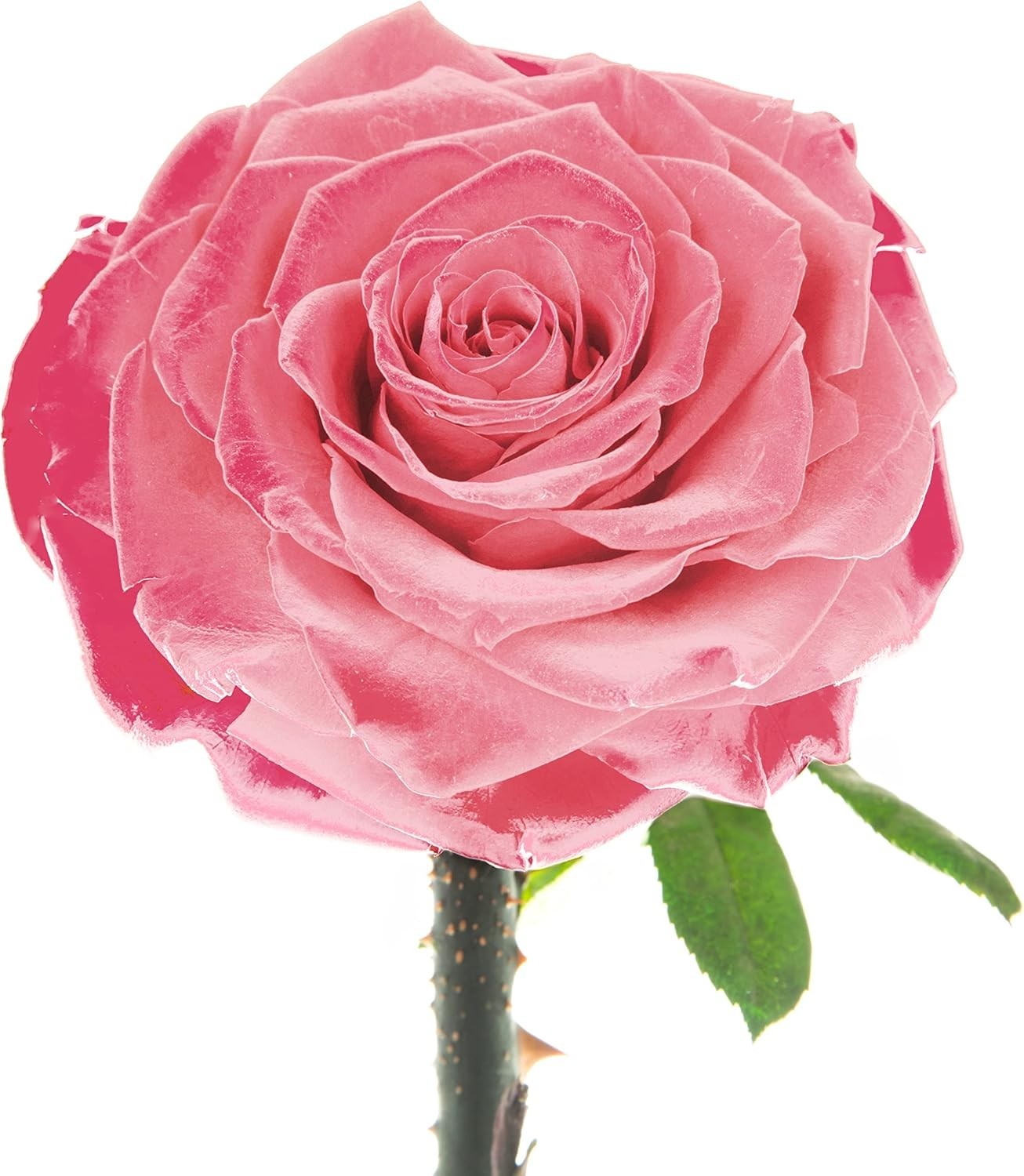 Long-lasting Pink Rose in Glass Dome – Elegant Gift for Every Occasion (9 Inch)