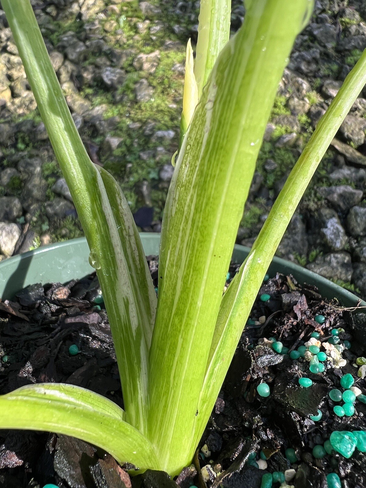Alocasia Macrorrhiza Variegated in A 6”/ 1 Gallon Pot At12”/14”Tall
