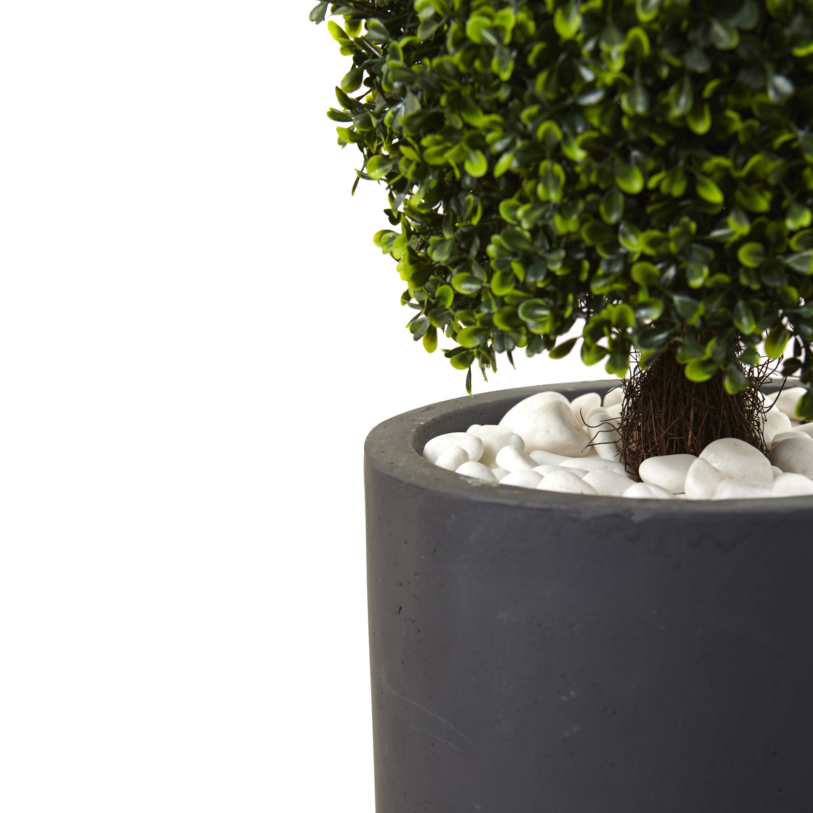 Boxwood Topiary Gray Cylindrical Planter Natural 50” UV Resistant
