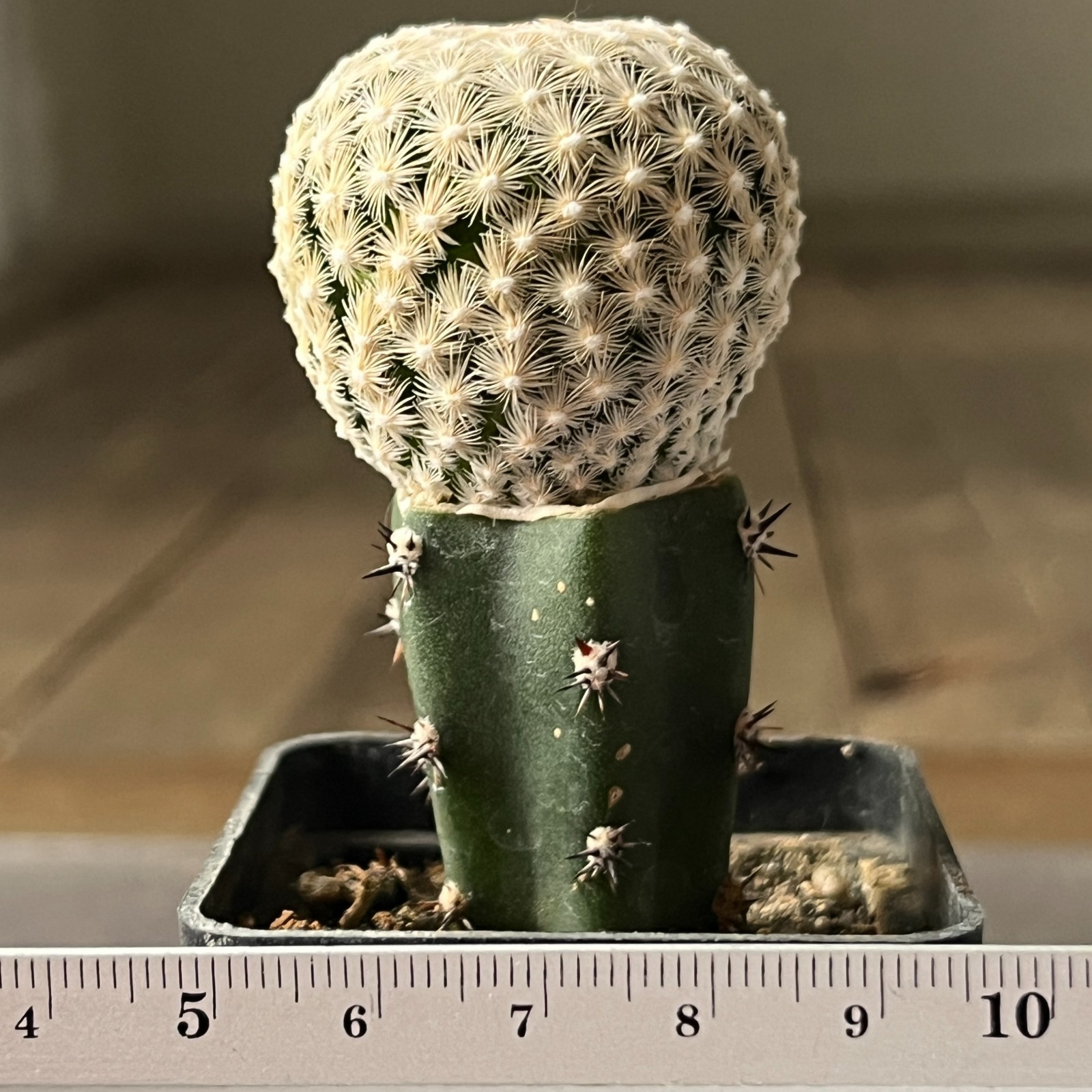 A11-46 Mammillaria humboldtii, grafted