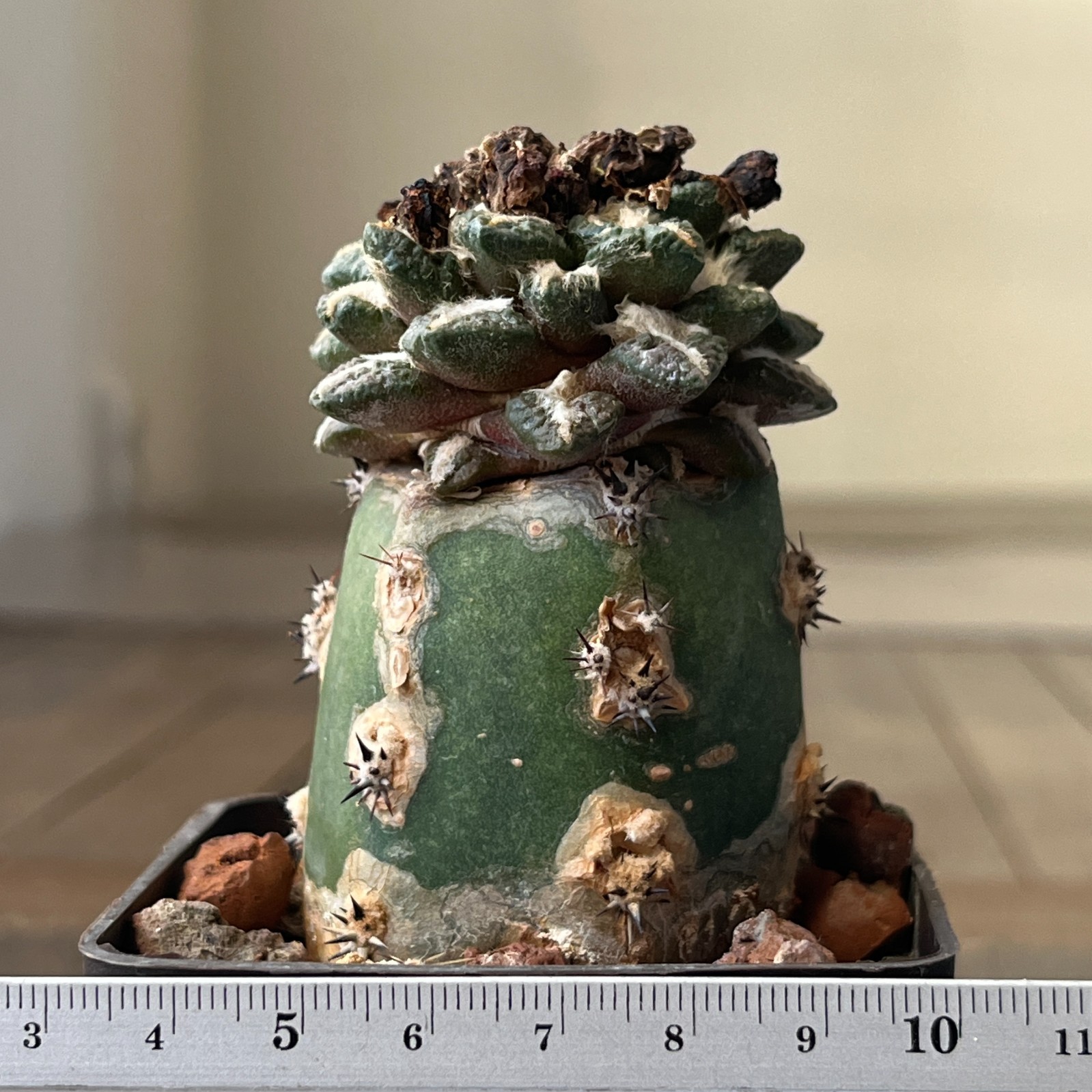 A22-638 Cactus hybr (agavoides x kotsch), grafted