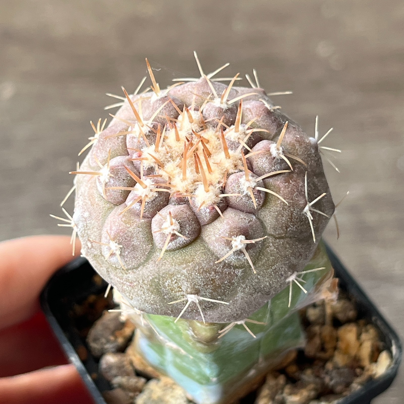 A54-4420 Copiapoa columna-alba, JN1295, NP Pan de Azucar, 57m, grafted