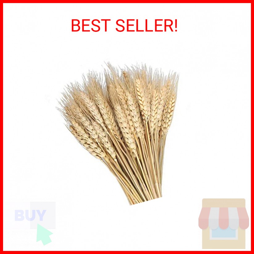 MHMJON 100 Pcs Dried Wheat Sheaves Bundle Golden Natural Wheat Bouquet Bunch Dri