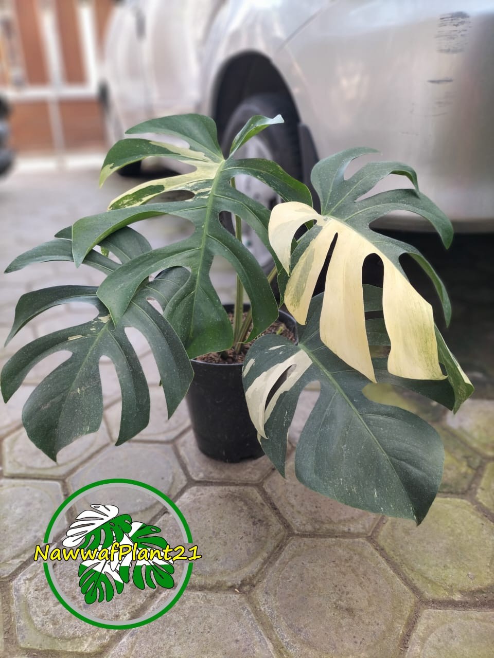 Monstera Jungle Mint Variegated Mature Real Picture Big Size