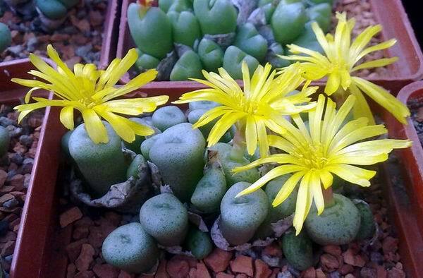 CONOPHYTUM MIX SEEDS 100 PCS 2022 harvest /approximately 20 species/