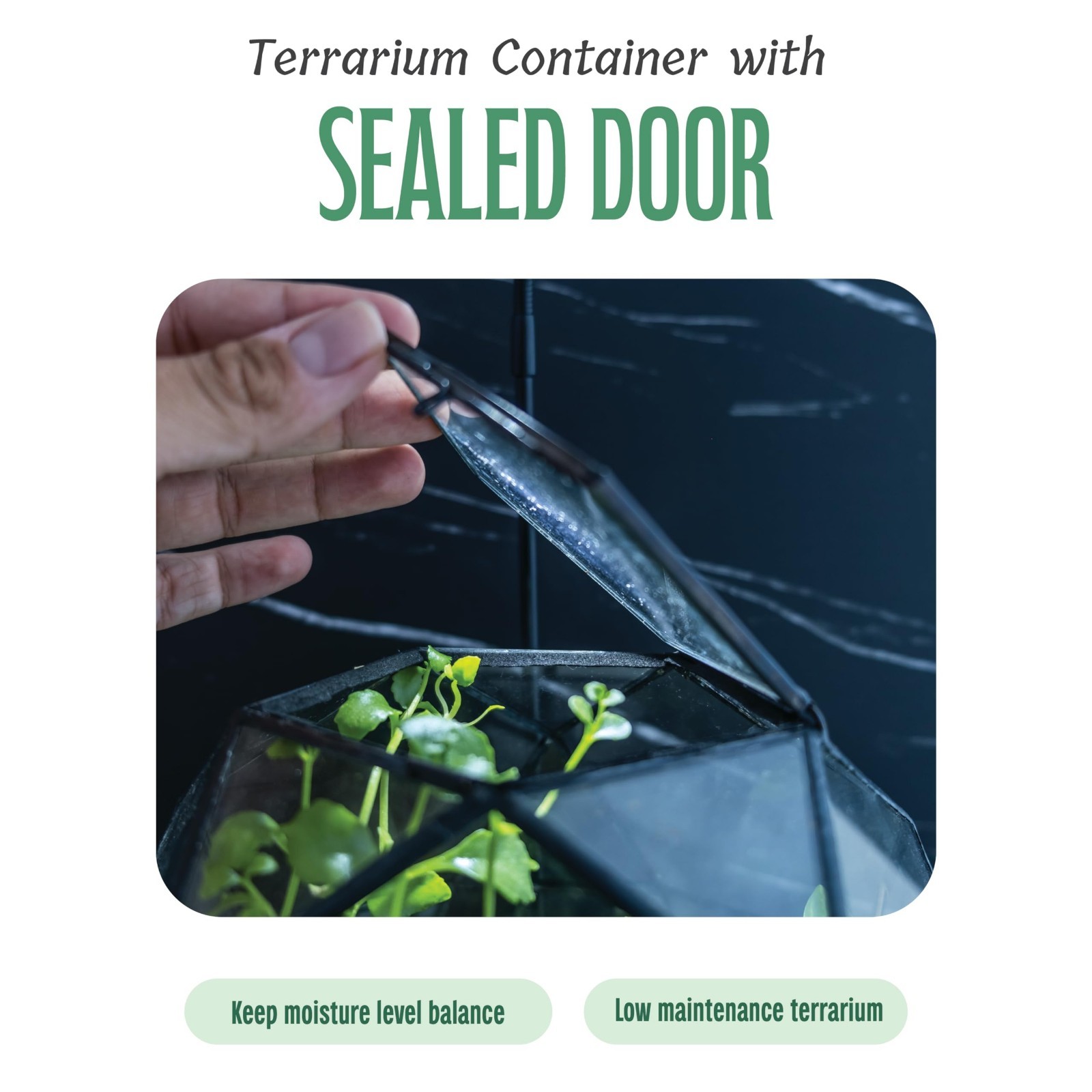 Clear Glass Terrarium with Door – Sphere Design Planter for Moss & Indoor Plants