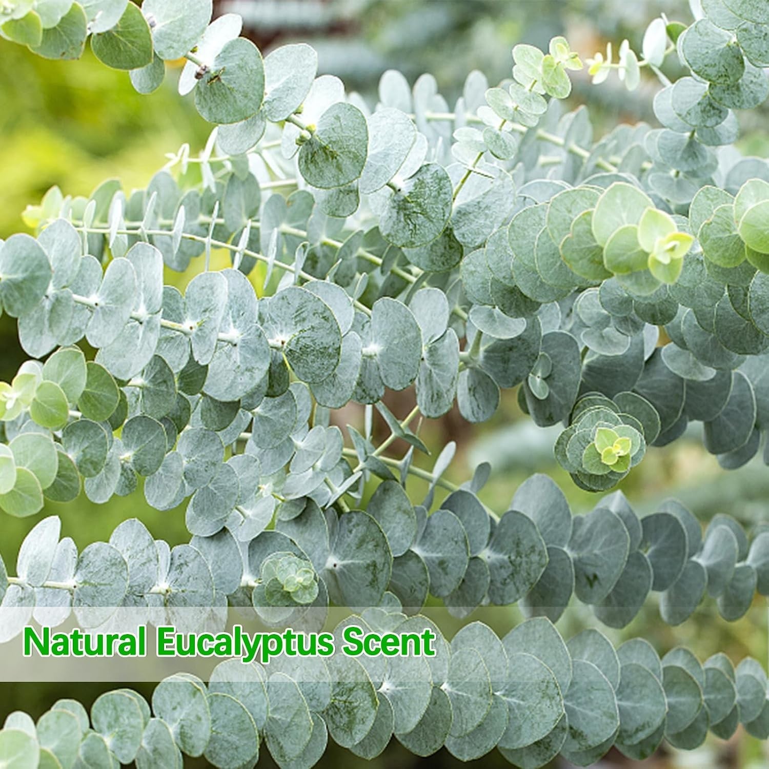 Real Dried Eucalyptus Stems, 20PCS Preserved Eucalyptus Plant 17inch Fresh Eu…