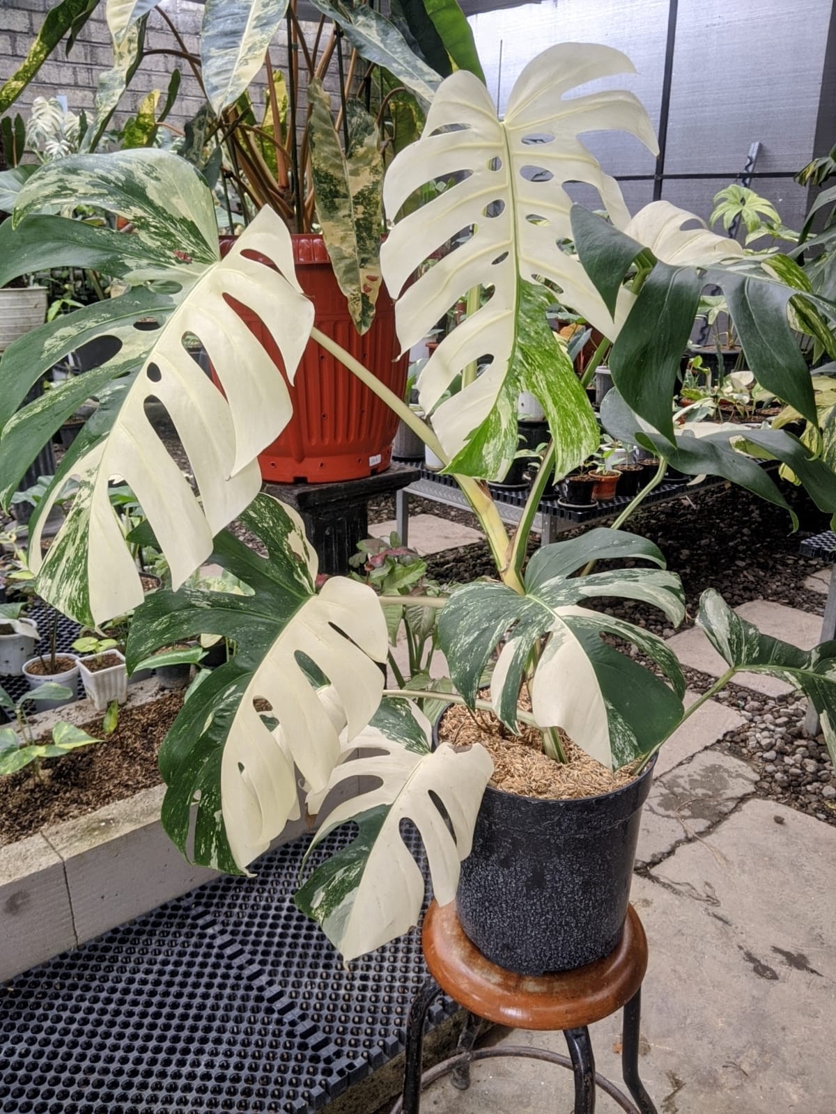 Monstera Albo Variegated Very Beauty Big Size Real Picture Free Phitosanytari