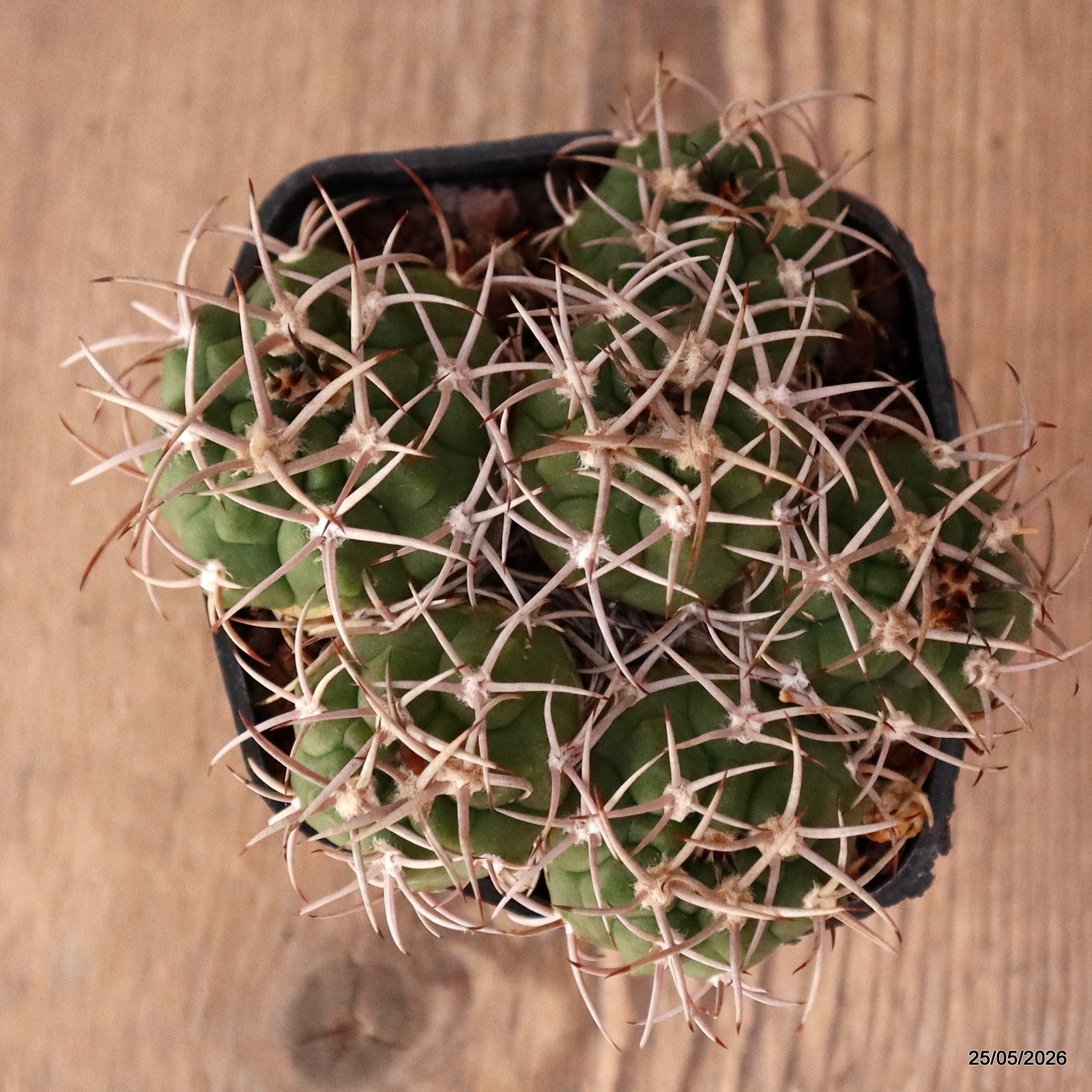 D1065 GYMNOCALYCIUM CARMINANTHUM pot7-H5-W9 cm MaMa Cactus