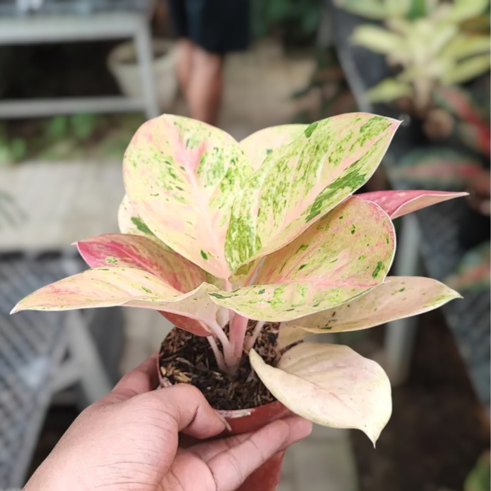 Aglaonema Emerald Variegated Ornamental Plant