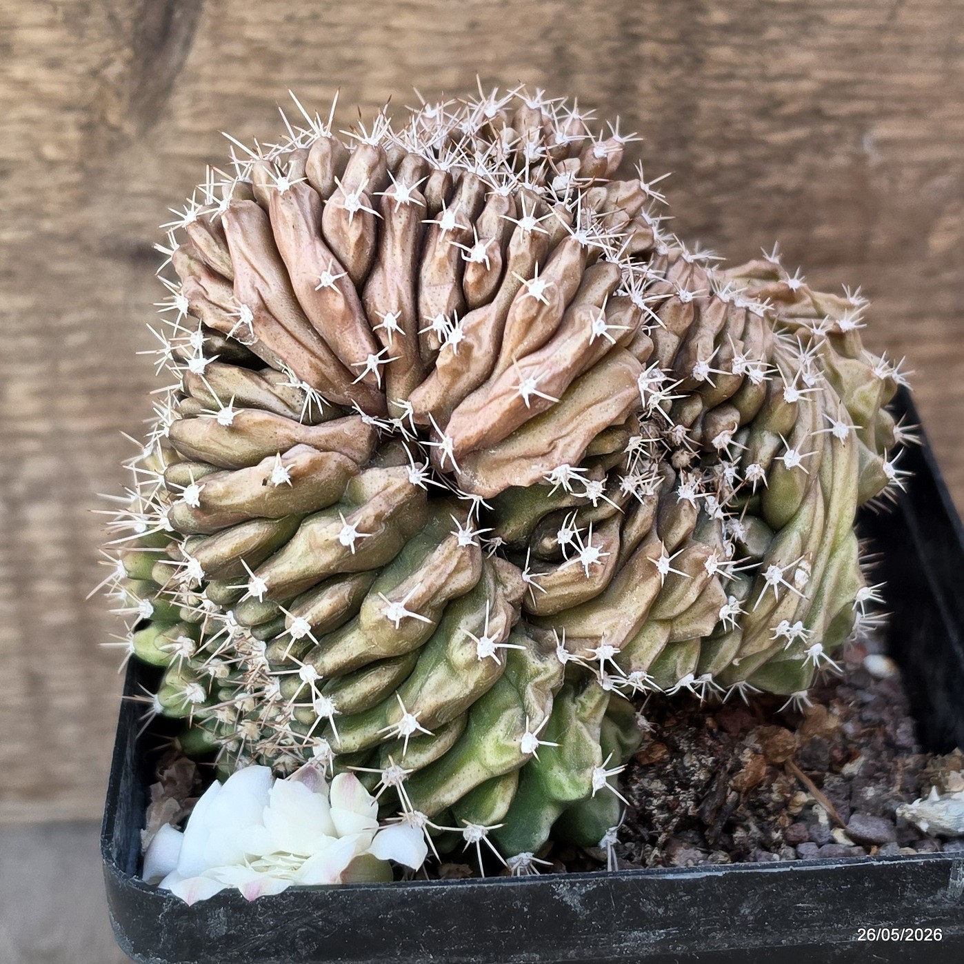 A7893 GYMNOCALYCIUM MIHANOVICHII CRESTED pot12-H11-W12,5 cm MaMa Cactus