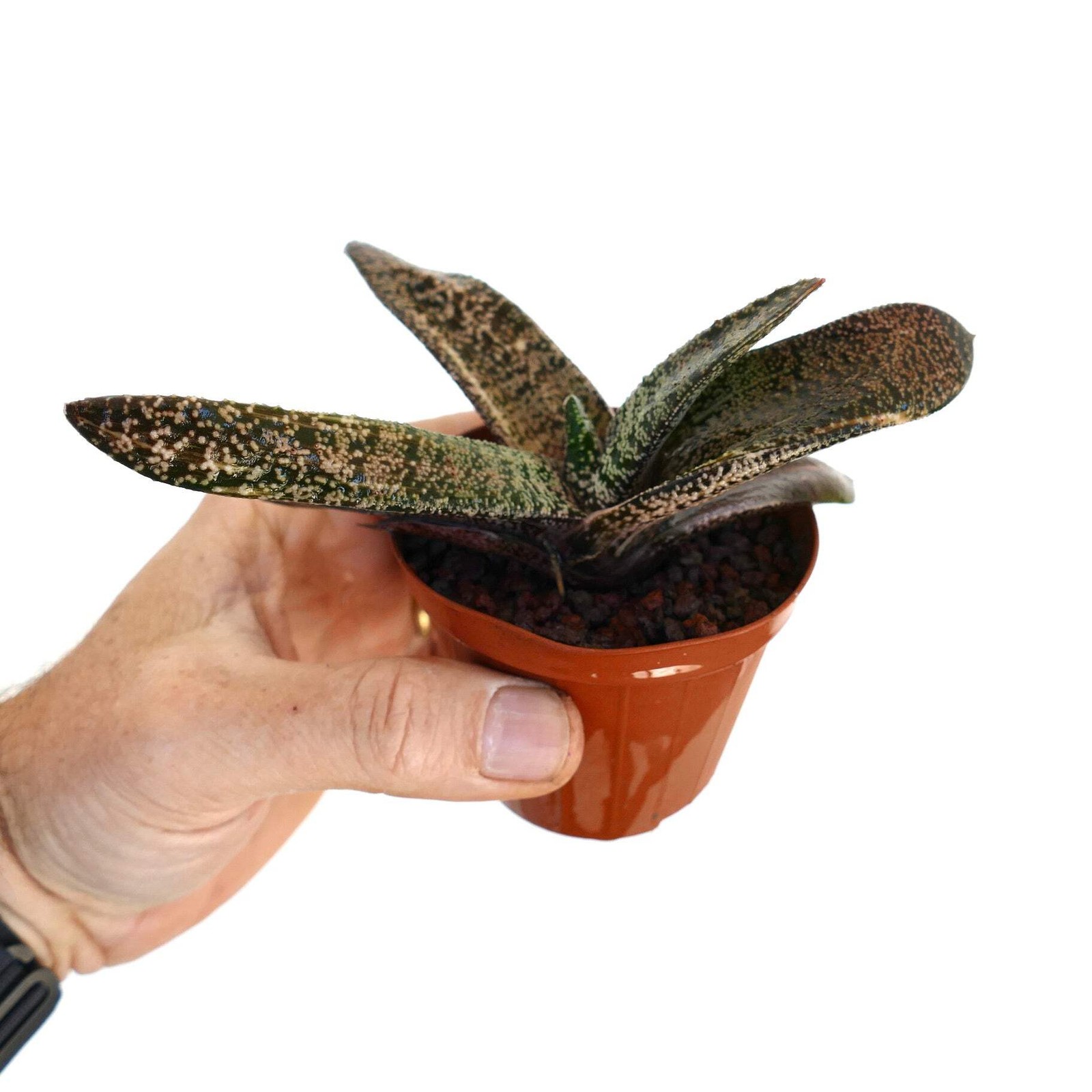 Gasteria carinata x batesiana SLIGHTLY VARIEGATED – Ox Tongue | Lawyer’s Tongue