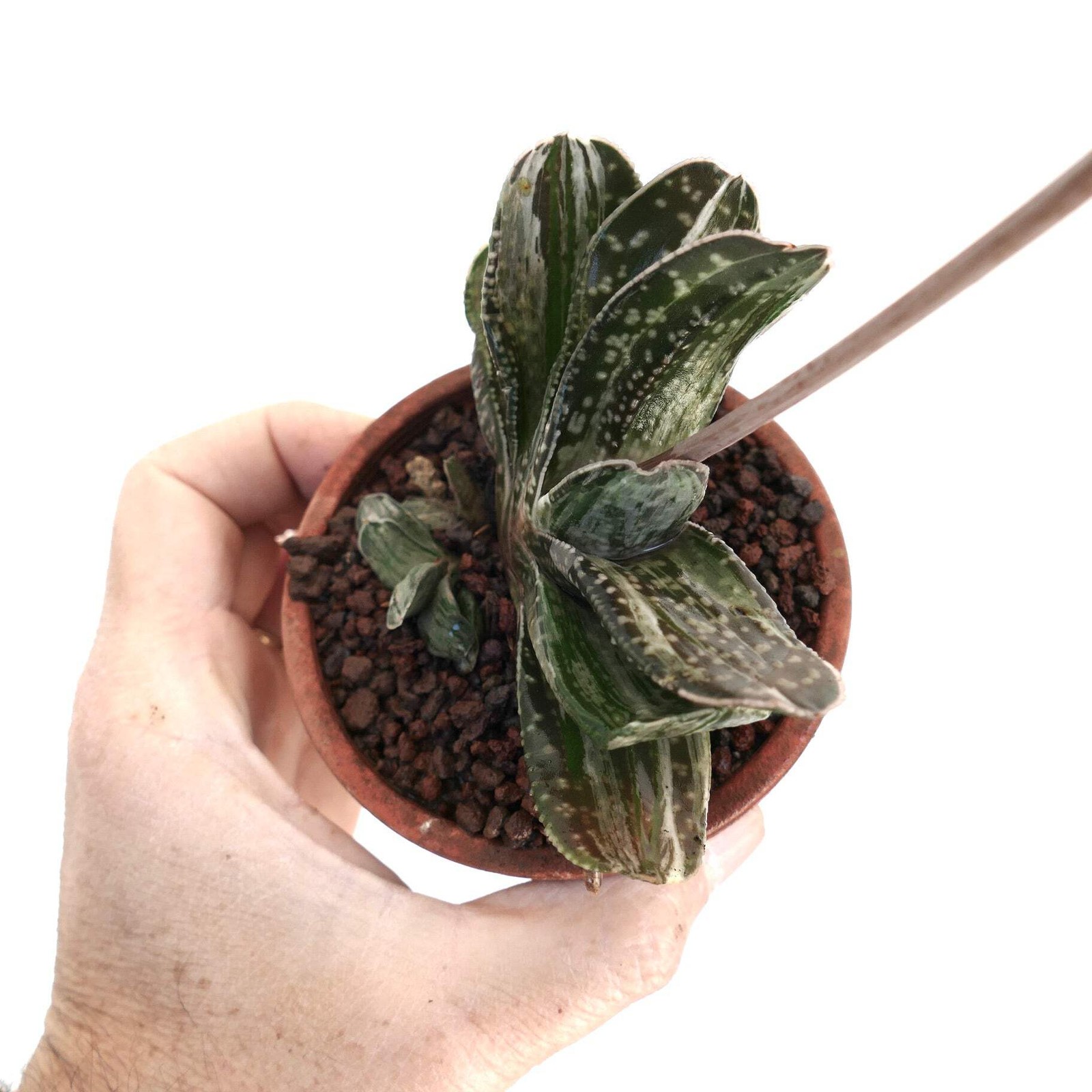 Gasteria Ariso-no-Matsu x Gasteria brachyphylla – Gasteria | Ox-tongue