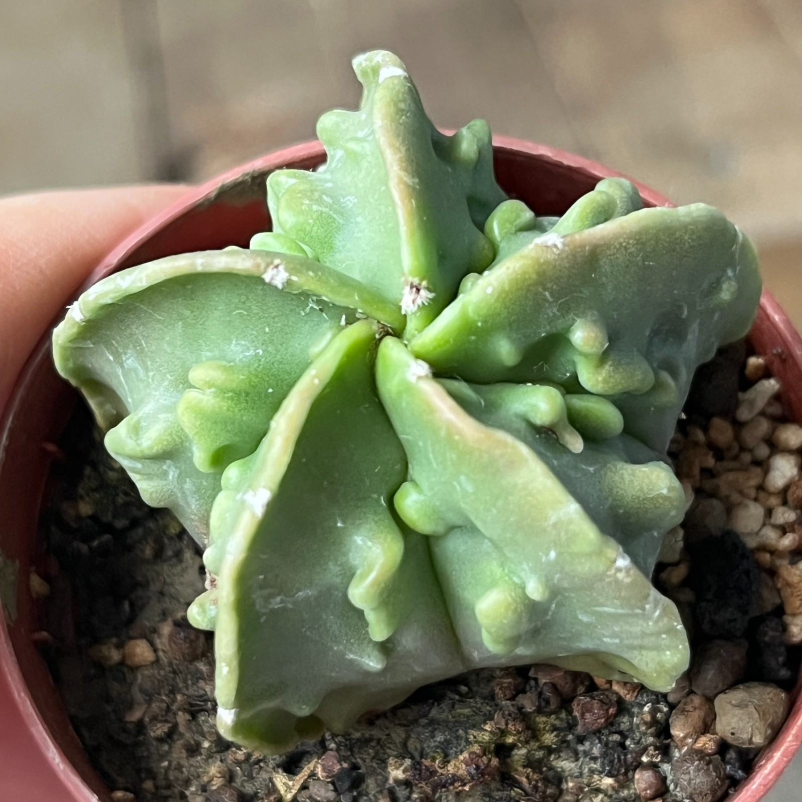 A41-1166 Astrophytum myriostigma cv. FUKURYU, own root
