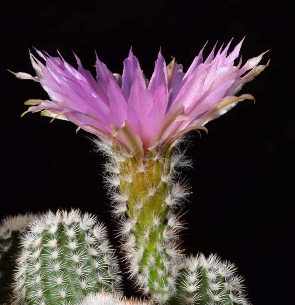 Echinocereus oklahomensis HK1844 SEEDS – Rare Cactus SEEDS