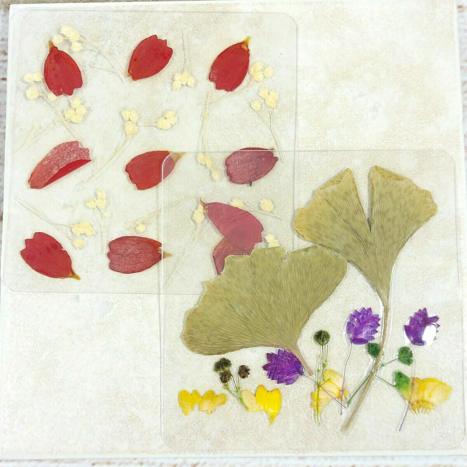 Dried Pressed Flowers Natural Flower Petal Set Resin Art Design Home Décor Gift