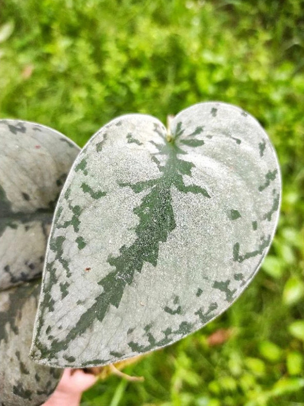 Scindapsus Silver Cloud Rare Silver Foliage Aroid Indoor Grow in pot