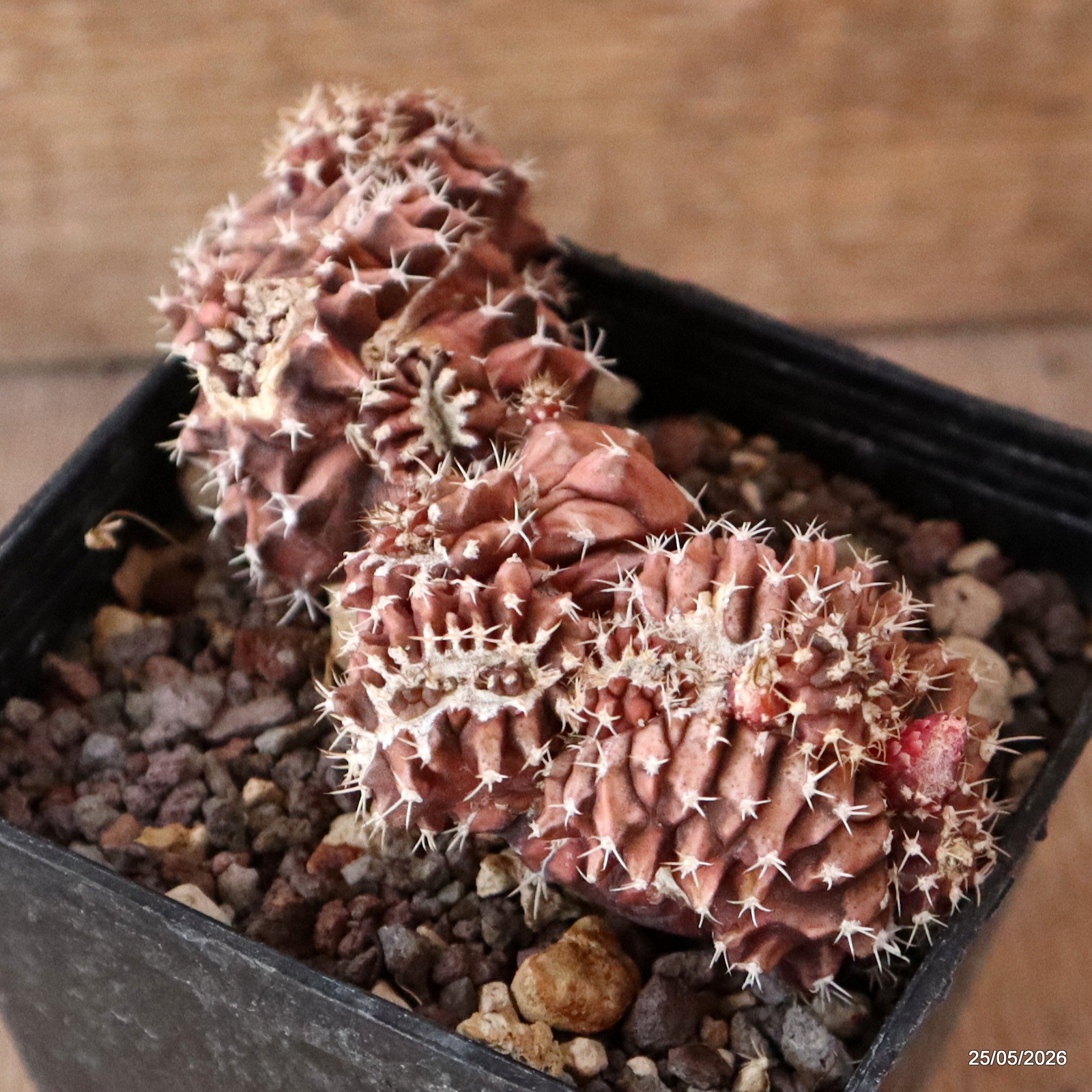 D5647 GYMNOCALYCIUM MIHANOVICHII CRESTED pot9-H4-W9 cm MaMa Cactus