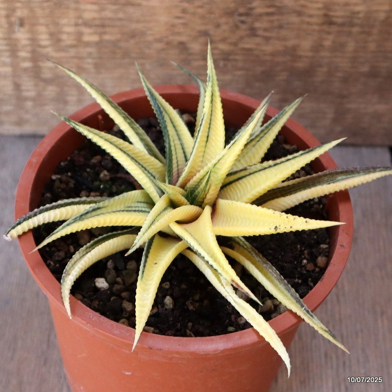 D5197 HAWORTHIA LIMIFOLIA VARIEGATED pot13-H6-W14 cm MaMa Cactus
