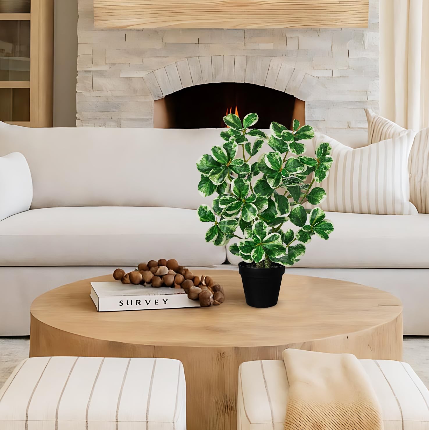 Artificial Rubber Tree Plant Black Pot Faux Ficus Cream White Edge 20 Inch